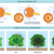 Macular Degeneration